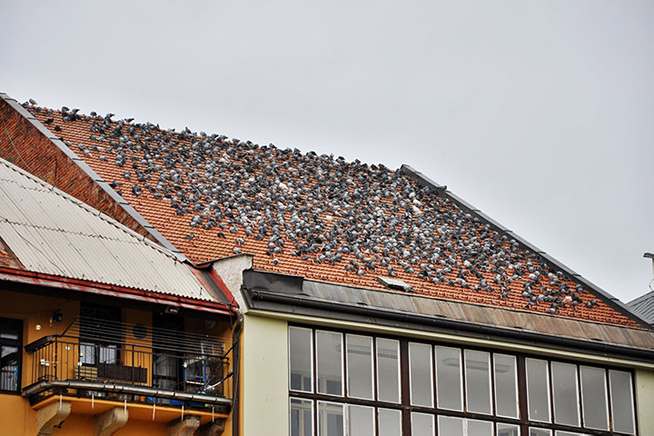 A2B Pest Control are able to install spikes to deter birds from roofs in Holborn. 