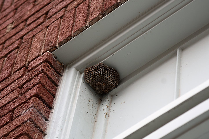 We provide a wasp nest removal service for domestic and commercial properties in Holborn.